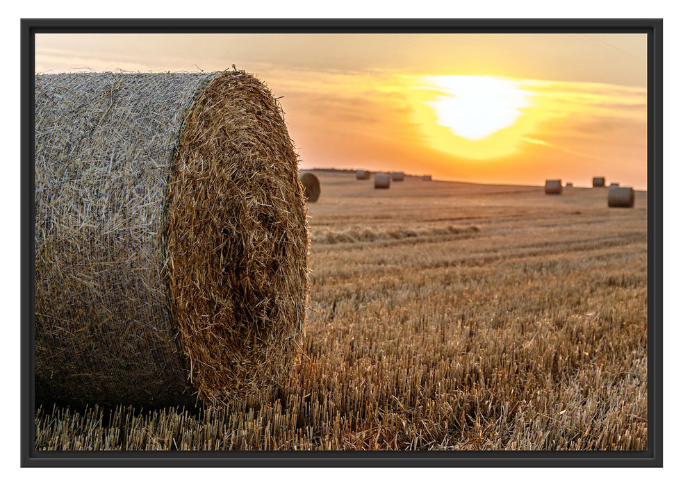 Pixxprint Strohballen auf Feld, im Schwebe-Effekt Bilderrahmen