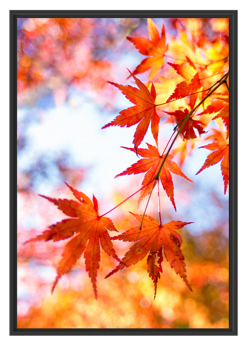 Pixxprint Roter Ahorn, im Schwebe-Effekt Bilderrahmen