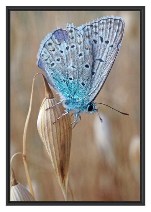 Schmetterling auf Blume Natur Tier Schattenfugenrahmen 100x70
