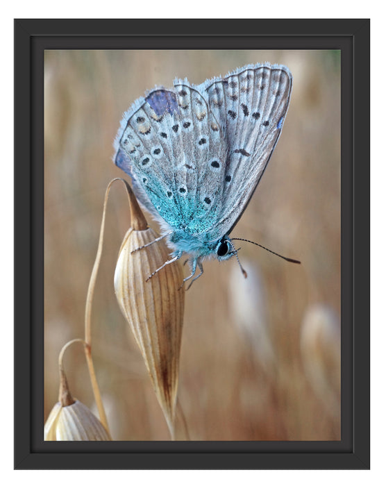 Schmetterling auf Blume Natur Tier Schattenfugenrahmen 38x30