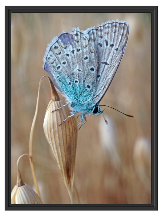 Schmetterling auf Blume Natur Tier Schattenfugenrahmen 80x60