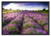 Lavendelfeld Provence Schattenfugenrahmen 100x70