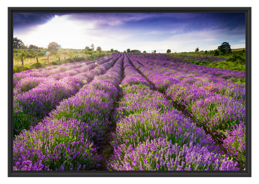 Lavendelfeld Provence Schattenfugenrahmen 100x70