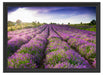 Lavendelfeld Provence Schattenfugenrahmen 55x40