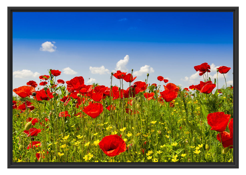 Pixxprint Mohnwiese, im Schwebe-Effekt Bilderrahmen