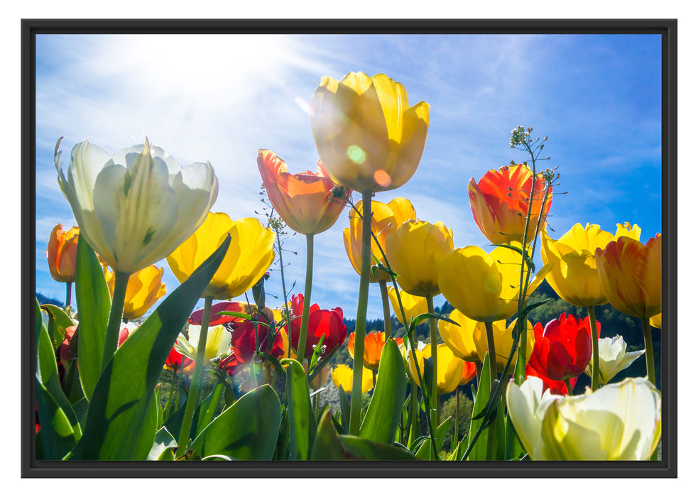 Pixxprint Wiese Froschperspektive, im Schwebe-Effekt Bilderrahmen