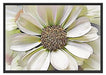 weiße Blüte Schattenfugenrahmen 100x70