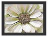 weiße Blüte Schattenfugenrahmen 38x30