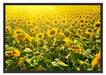 Riesiges Sonnenblumenfeld Schattenfugenrahmen 100x70