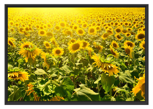 Riesiges Sonnenblumenfeld Schattenfugenrahmen 100x70
