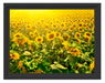 Riesiges Sonnenblumenfeld Schattenfugenrahmen 38x30