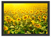 Riesiges Sonnenblumenfeld Schattenfugenrahmen 55x40