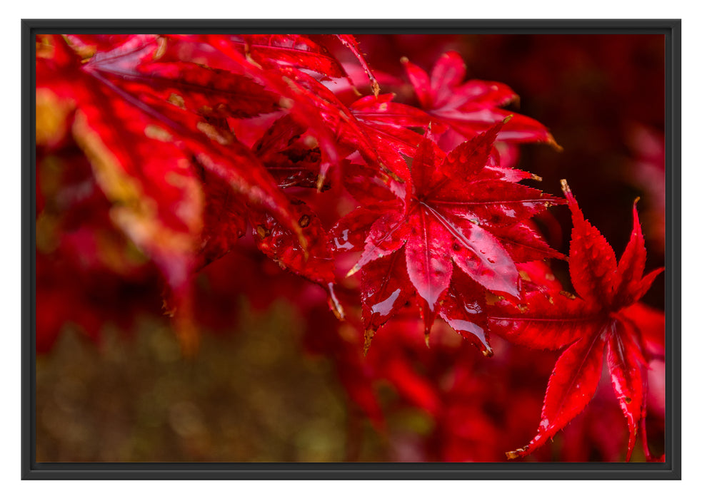 Pixxprint Roter Ahorn im Sonnenlicht, im Schwebe-Effekt Bilderrahmen