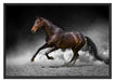 prächtiger Hengst im Sand Schattenfugenrahmen 100x70