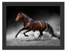 prächtiger Hengst im Sand Schattenfugenrahmen 38x30