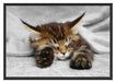 schlafende Katze mit großen Ohren Schattenfugenrahmen 100x70