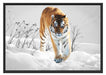 Großer wilder Tiger im Schnee Schattenfugenrahmen 100x70