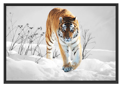 Großer wilder Tiger im Schnee Schattenfugenrahmen 100x70