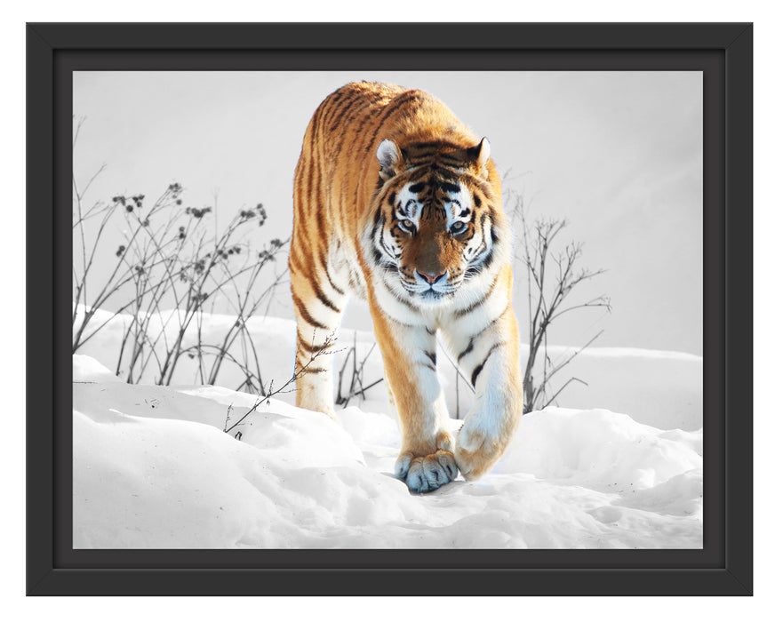 Großer wilder Tiger im Schnee Schattenfugenrahmen 38x30