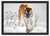 Großer wilder Tiger im Schnee Schattenfugenrahmen 55x40