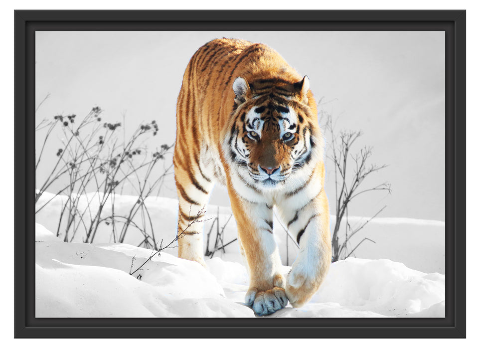 Großer wilder Tiger im Schnee Schattenfugenrahmen 55x40