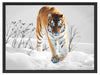 Großer wilder Tiger im Schnee Schattenfugenrahmen 80x60