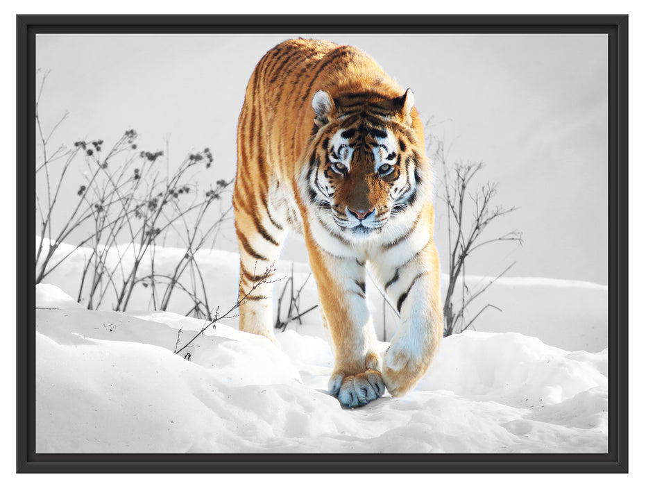 Großer wilder Tiger im Schnee Schattenfugenrahmen 80x60