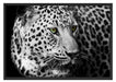 Dark Leopard mit grünen Augen Schattenfugenrahmen 100x70