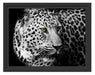 Dark Leopard mit grünen Augen Schattenfugenrahmen 38x30