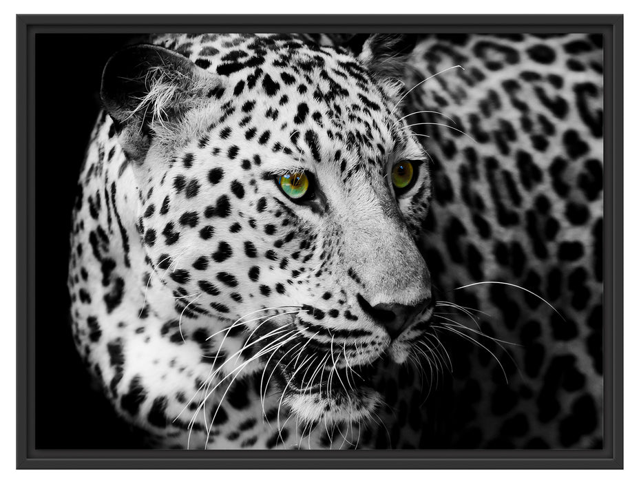 Dark Leopard mit grünen Augen Schattenfugenrahmen 80x60