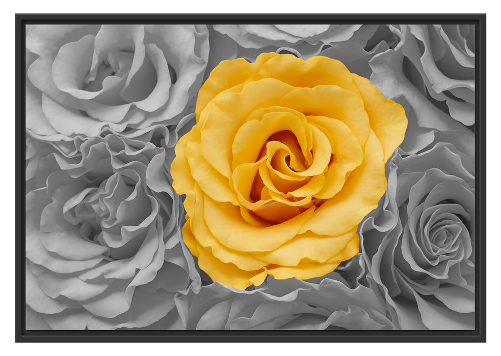 gelbe Rose im Rosenmeer Schattenfugenrahmen 100x70