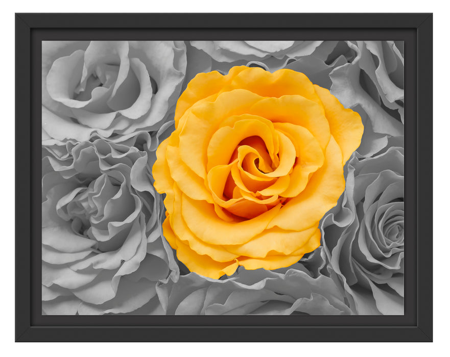 gelbe Rose im Rosenmeer Schattenfugenrahmen 38x30
