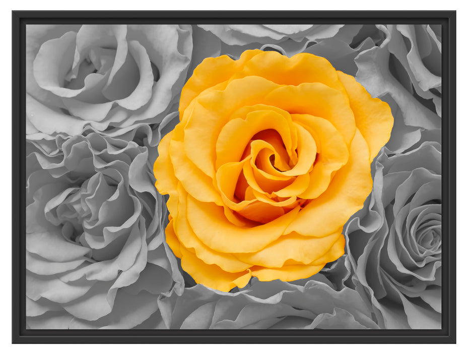 gelbe Rose im Rosenmeer Schattenfugenrahmen 80x60