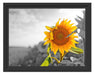 Nahaufnahme einer Sonnenblume Schattenfugenrahmen 38x30