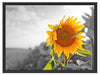 Nahaufnahme einer Sonnenblume Schattenfugenrahmen 80x60