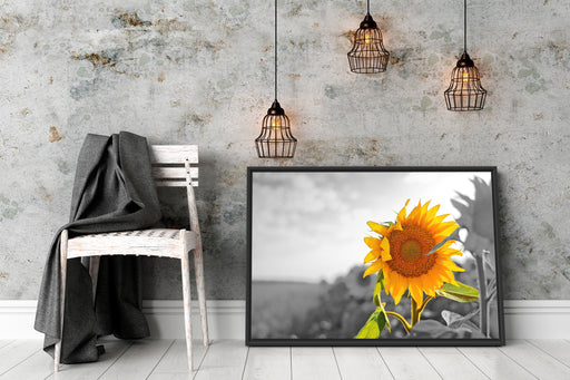 Nahaufnahme einer Sonnenblume Schattenfugenrahmen Wohnzimmer