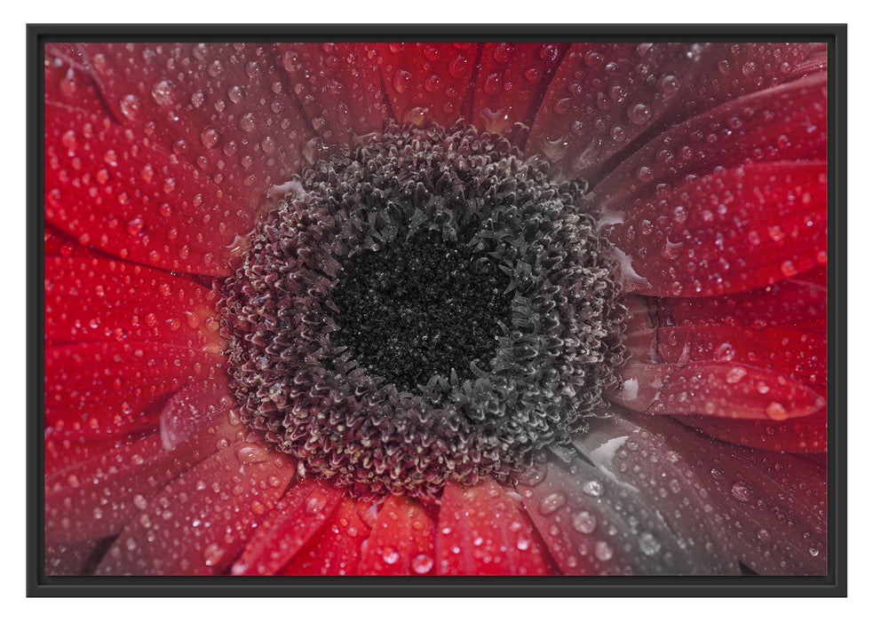 Pixxprint Rote Gerbera mit Wassertropfen, im Schwebe-Effekt Bilderrahmen