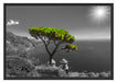 Baum am Mittelmeer Schattenfugenrahmen 100x70