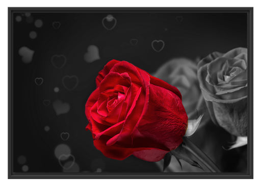 rote Rosen zum Valentinstag Schattenfugenrahmen 100x70