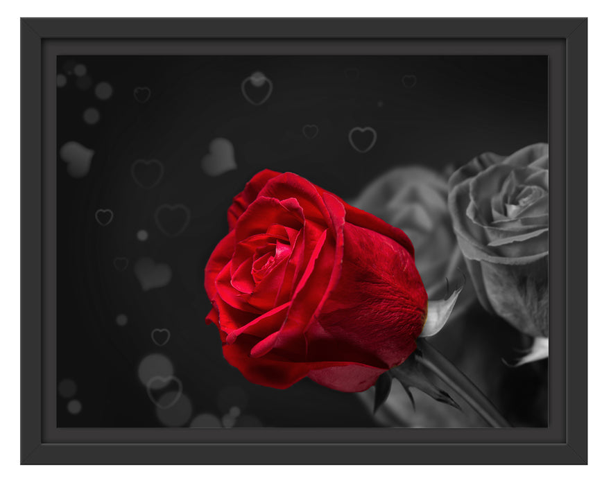 rote Rosen zum Valentinstag Schattenfugenrahmen 38x30