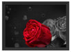 rote Rosen zum Valentinstag Schattenfugenrahmen 55x40