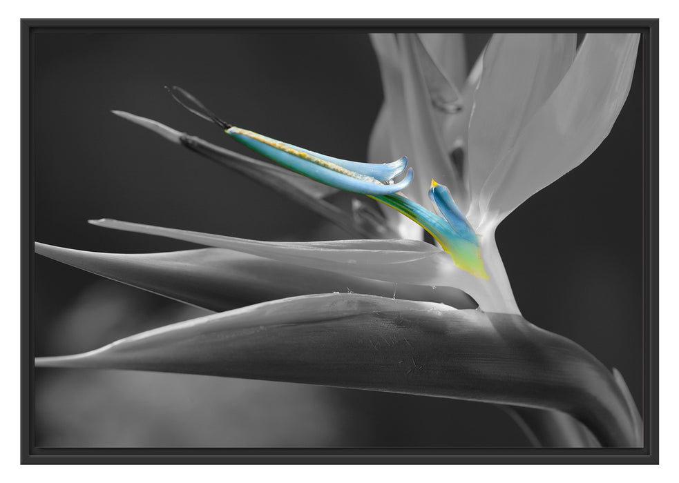 Pixxprint wunderschöne tropische Blume, im Schwebe-Effekt Bilderrahmen