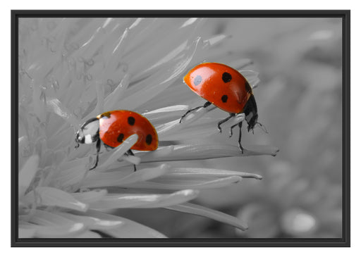 Marienkäfer krabbeln auf Blüte Schattenfugenrahmen 100x70