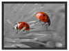 Marienkäfer krabbeln auf Blüte Schattenfugenrahmen 80x60