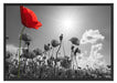 Mohnblumenfeld im Sommer Schattenfugenrahmen 100x70