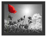 Mohnblumenfeld im Sommer Schattenfugenrahmen 38x30