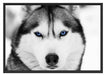 Husky mit blauen Augen Schattenfugenrahmen 100x70