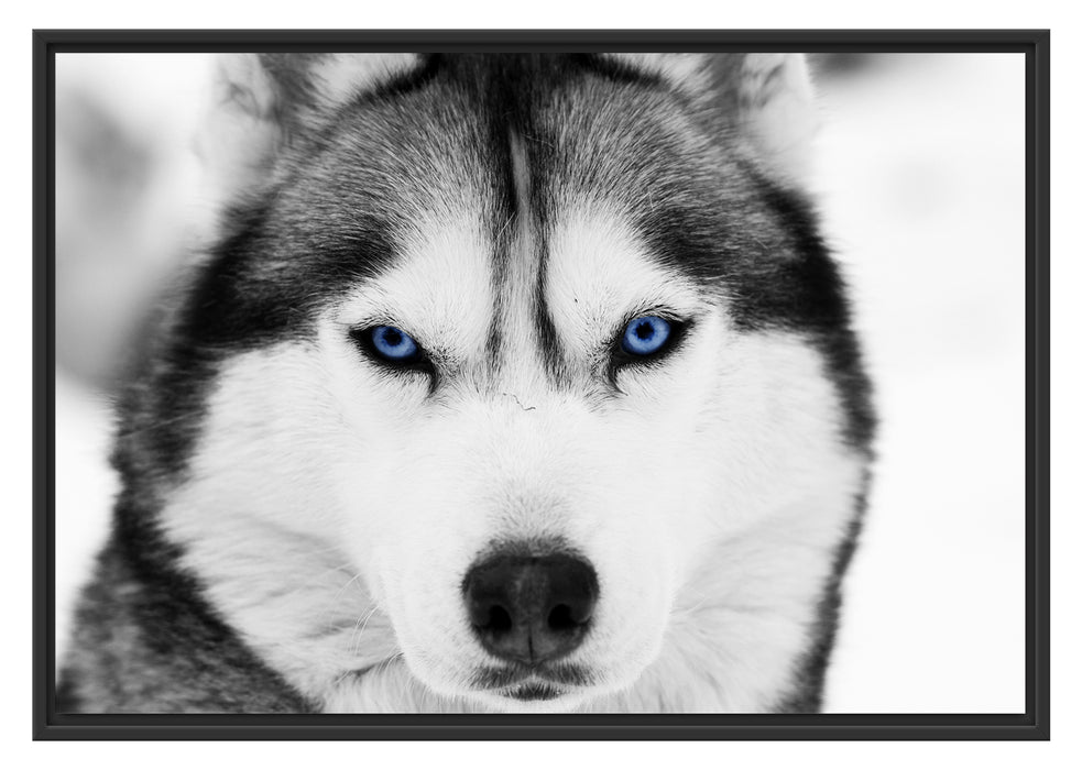 Husky mit blauen Augen Schattenfugenrahmen 100x70