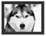 Husky mit blauen Augen Schattenfugenrahmen 38x30