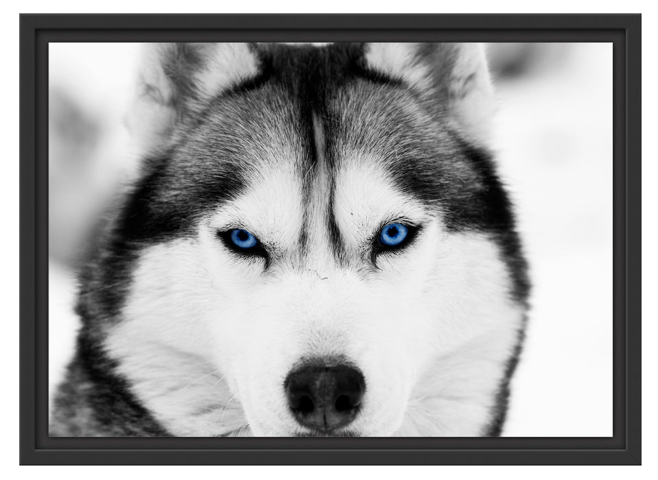 Husky mit blauen Augen Schattenfugenrahmen 55x40